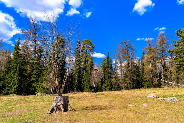 Souche du sud de l'Oural avec une végétation paysagère unique et une diversité de la nature