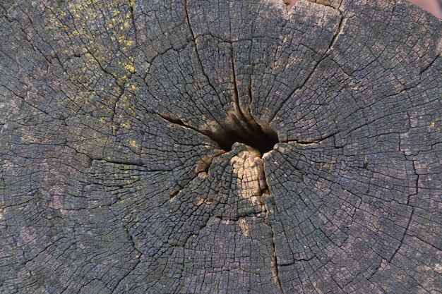 Souche de fond de texture d'arbre ou fond de coupe transversale en bois.