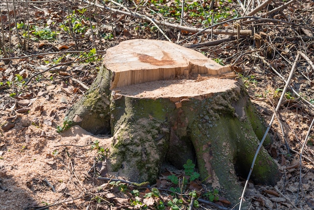 Souche de gros arbre d'enlèvement dans le bois