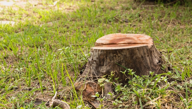 Photo souche sur l'herbe verte dans le jardin