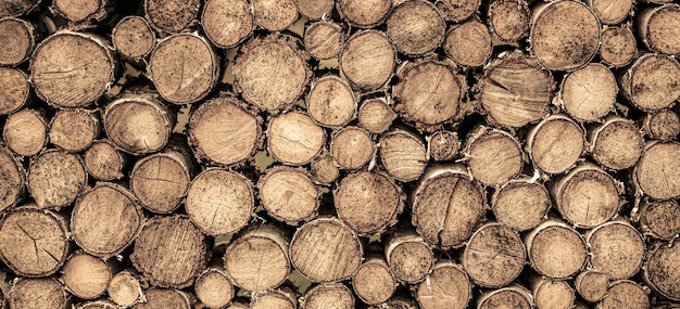 Souche ronde en bois de teck. Les arbres ronds en bois de teck entourent le groupe de souches coupées. La déforestation. Fond de souches d'arbres. Morceaux de fond de souche de bois de teck.