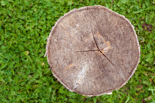 Souche ronde sur l'herbe verte.