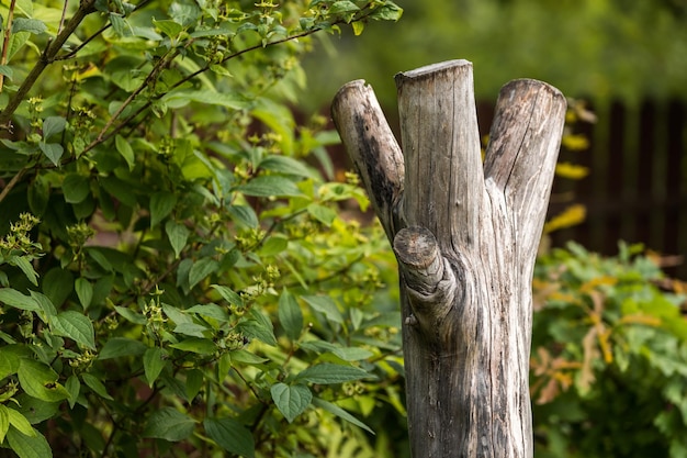 Souche sèche parmi les plantes vivantes