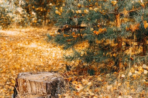 Une souche sèche se dresse près d'un jeune pin à l'automne dans la forêt.