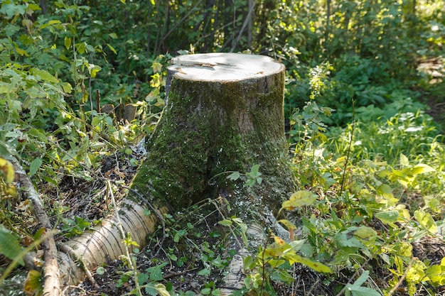 Souche de tremble dans la forêt un arbre scié dans une forêt d'été