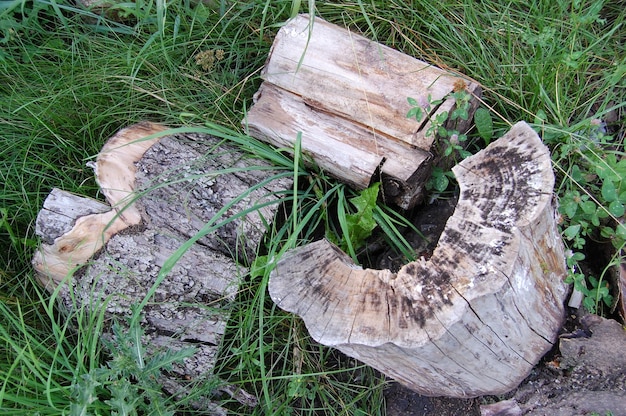 Souches sur l'herbe verte