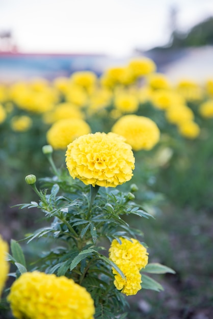 Souci dans le jardin de la Thaïlande, fleur jaune.