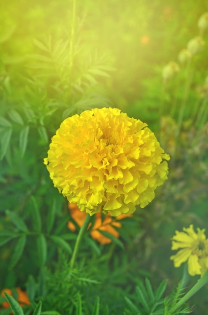 Souci dans le jardinTagetes erecta ou souci mexicain Fleur de soucis avec la lumière du soleil