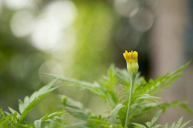 Souci jaune sur un jardin fleuri.