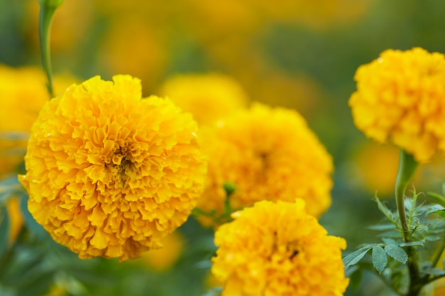 Souci jaune (Tagetes erecta Linn.)