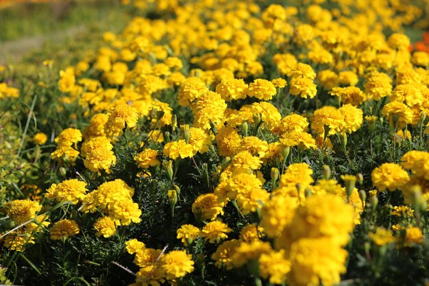 Souci (tagetes) de couleur jaune. Belle photo de fleur pour le fond et le papier peint