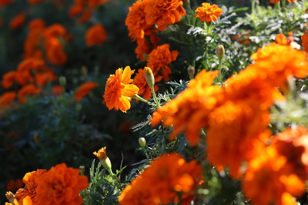 Souci (tagetes) de couleur orange. Belle photo de fleur pour le fond et le papier peint