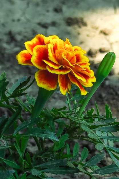 les soucis fleurissent sur un lit dans un jardin de fleurs concept de culture de fleurs