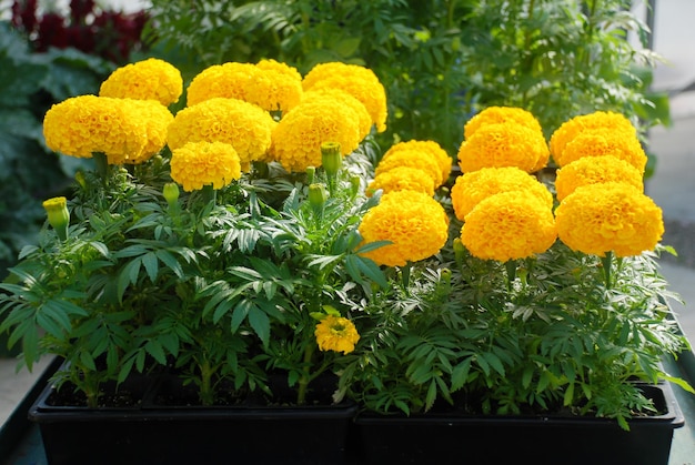 Soucis jaunes Tagetes erecta souci mexicain souci aztèque marigold souci plante en pot