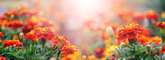 Soucis rouge vif dans le jardin par temps ensoleillé