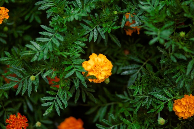 Soucis, soucis mexicains, soucis africains. Parterres de fleurs avec de beaux soucis.