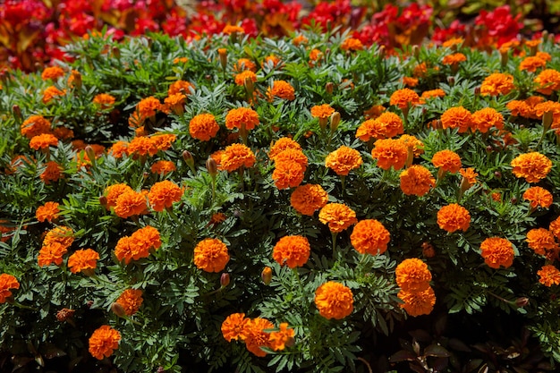 Soucis, soucis mexicains, soucis africains. Parterres de fleurs avec de beaux soucis.