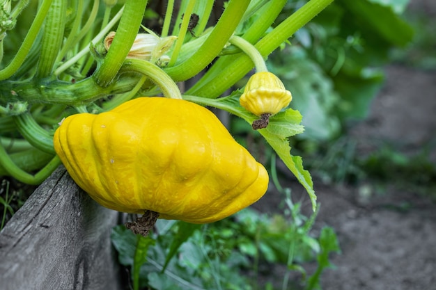 Soucoupe volante variété jaune Patisson dans le jardin. Aliments.