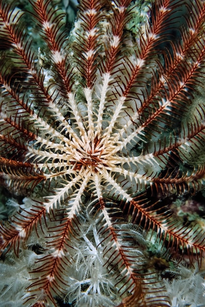 SOUDAN, Mer Rouge, UW photo, un Crinoïde (Encrinus sp.) sur corail mou - NUMÉRISATION DE FILM