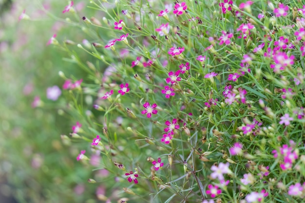 Le souffle de bébé petites fleurs dans le jardin.