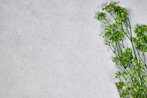 Photo le souffle des bébés verts gypsophila fleurs sèches sur un fond grunge gris à l'étage plat vue supérieure