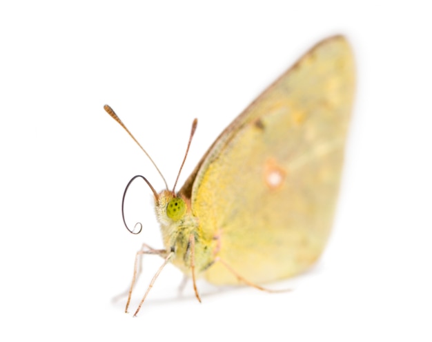 Le soufre assombri a atterri sur le sol, Colias philodice, isolé sur blanc