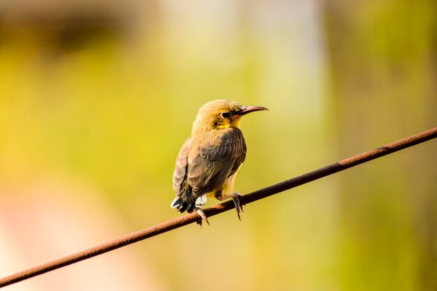 Souimanga unique mignon avec des plumes olive et violet assis sur un câble électrique