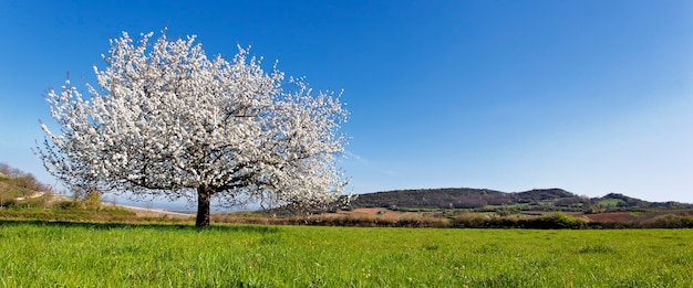 Source panoramique