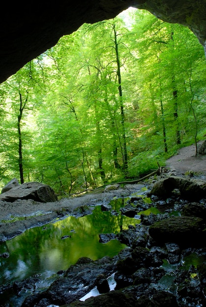 Source de la rivière La Bidouze dans les Pyrénées basques françaises France