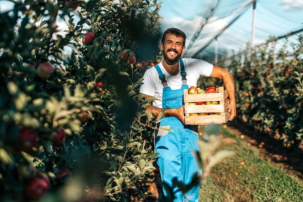 Photo souriant heureux jeune homme travaillant dans le verger et tenant une caisse pleine de pommes.