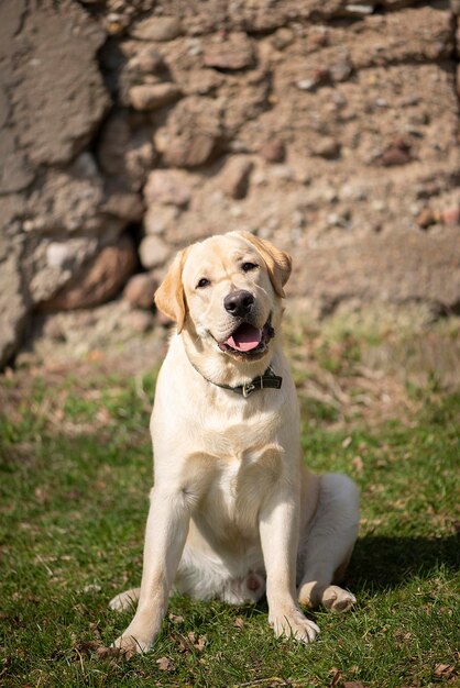 Photo sourire actif et heureux labrador de race pure golden retriever chiot sur un vieux fond de mur de pierre