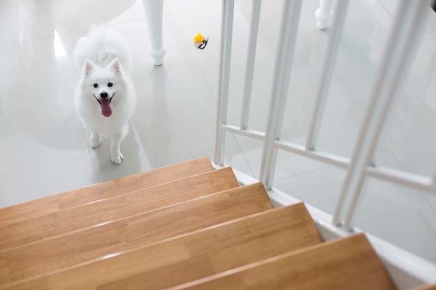 Sourire de chien heureux et regardant la caméra