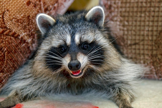 Photo le sourire du raton laveur