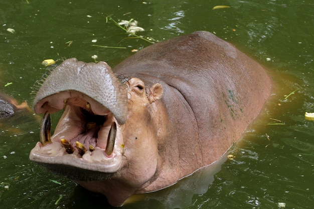 Le sourire d'hippopotame dans la rivière