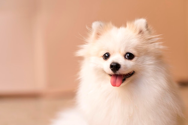 Sourire mignon bibelots chiot pomeranian blanc bonheur ami chien de poche avec fond de couleur marron