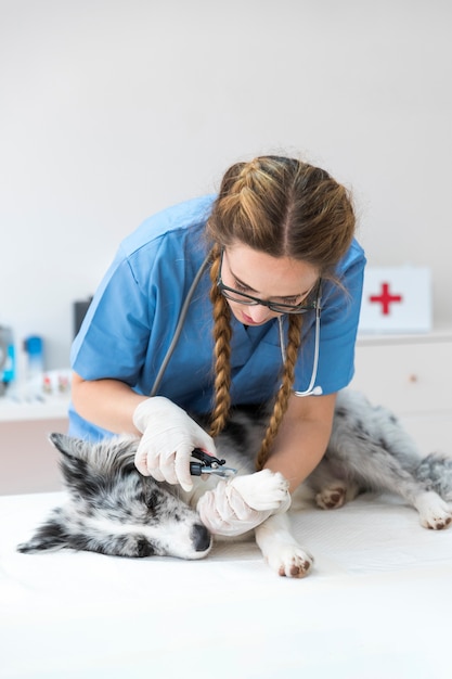 Sourire vétérinaire féminin coupe ongle du chien avec coupe-ongles