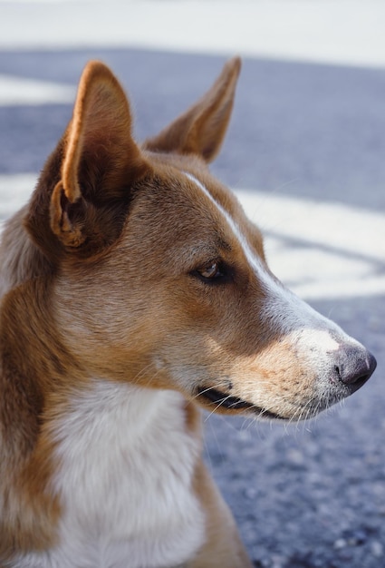 Sourires de chien rouge et blanc, portrait. Adorable chien sans race. Le regard fidèle et loyal d'un chien