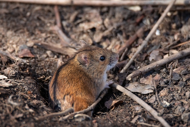 La souris de champ rayé