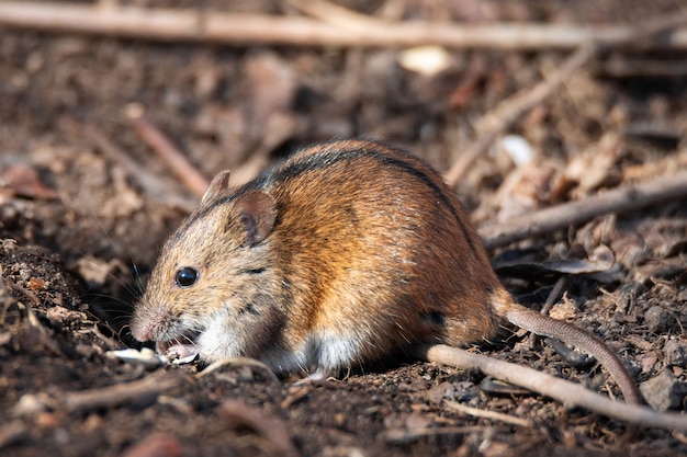 Souris champ rayée