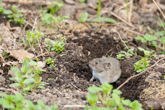 Souris champ rayée