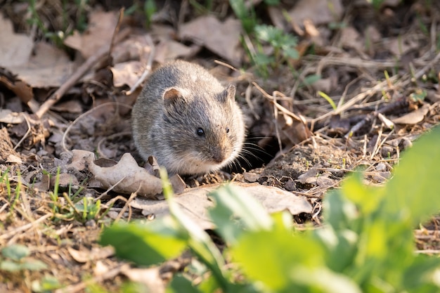 Souris champ rayée