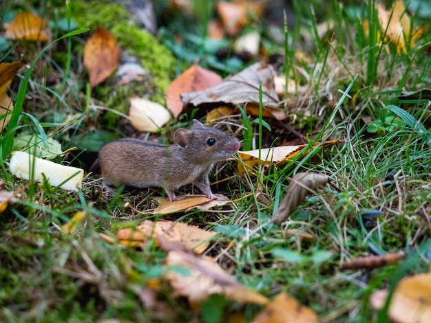 Photo souris dans la forêt.