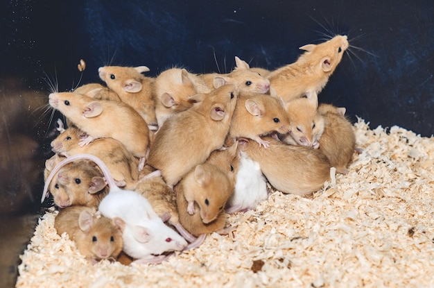 Photo la souris est un petit mammifère du groupe des rongeurs avec un museau pointu, de grandes oreilles arrondies et une longue queue poilue.