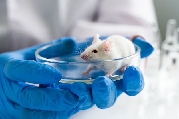 Photo souris expérimentales en science