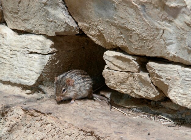 souris d'herbe rayée