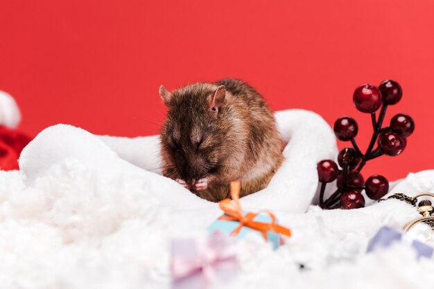 souris à mise au point sélective chapeau de Père Noël