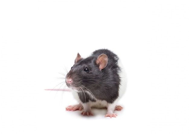 Souris ou rat mignon isolé