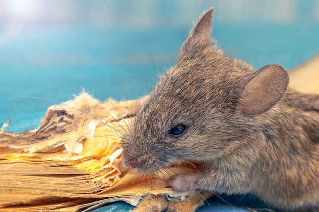 Photo la souris ronge un vieux livre. dommage pour les souris