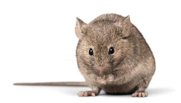 Souris