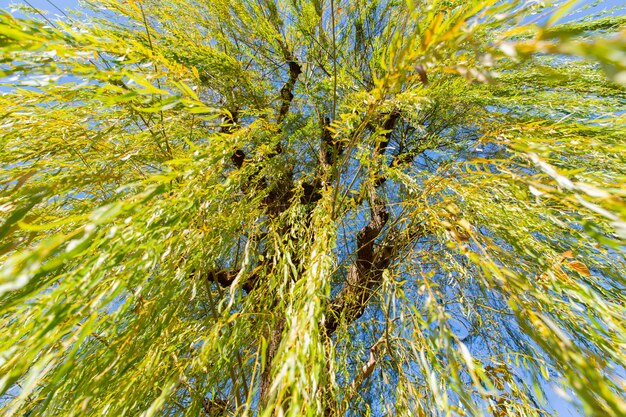 Sous l'arbre de saule pleureur